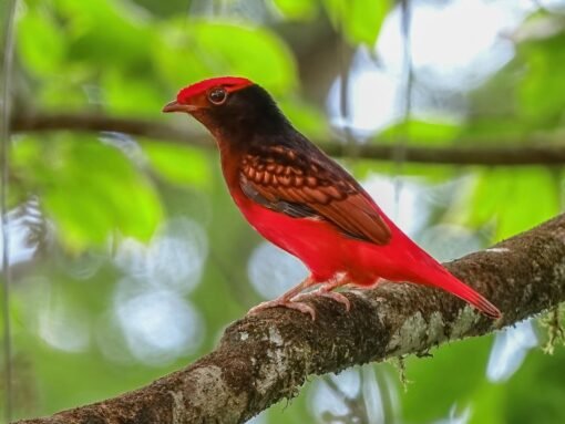 Cotinga – Guianan Red