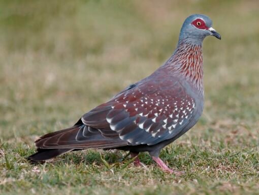 Pigeon – African Guinea
