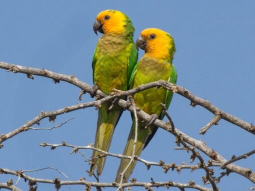 Brown Throated Parakeet