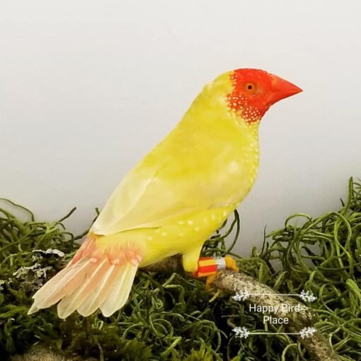 Star Finch – Yellow Body – Red Face