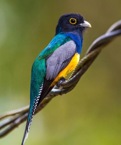 Trogon – Violaceous