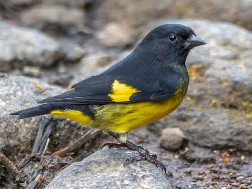 Siskin – Yellow Bellied