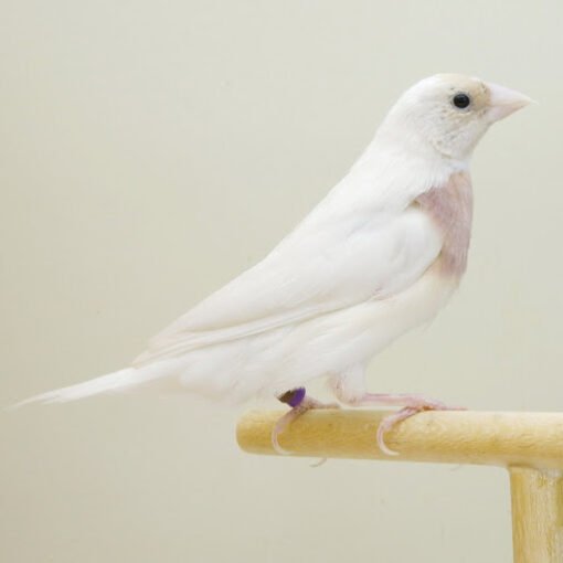 Lady Gouldian – Silver Back/White Back