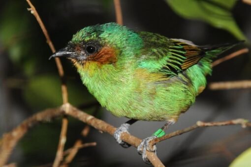 Tanager – Rufous Cheeked
