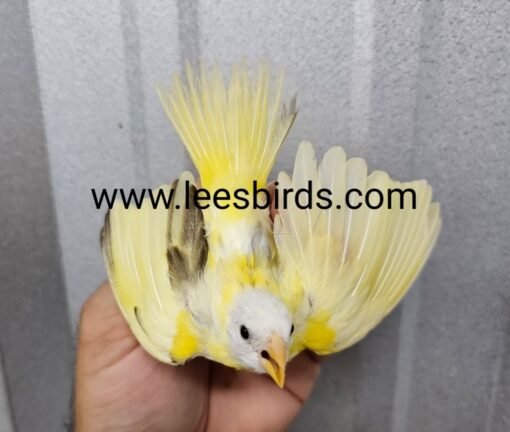 Saffron Finch – Mutation