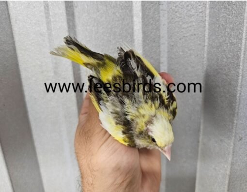 European Greenfinch – Pied
